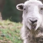Lossless And Lossy Formats - A sheep with its mouth open in the grass