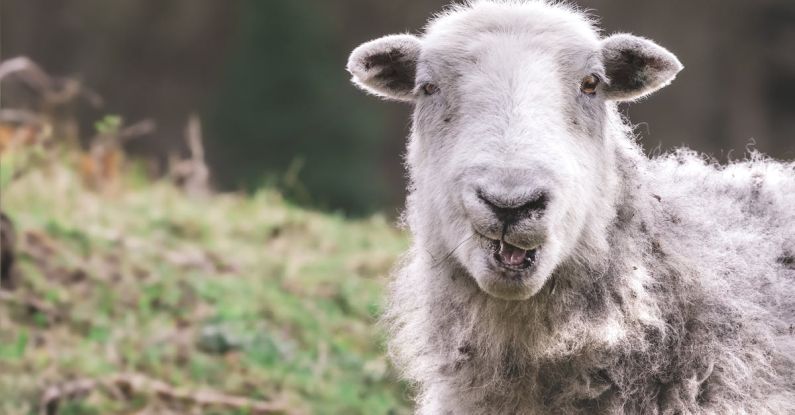 Lossless And Lossy Formats - A sheep with its mouth open in the grass